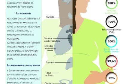 Infographie-systeme-endocrinien-et-femmes-enceintes-724×1024 (1)